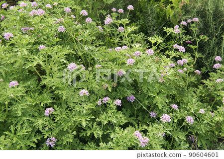 Rose geranium Rose geranium 90604601