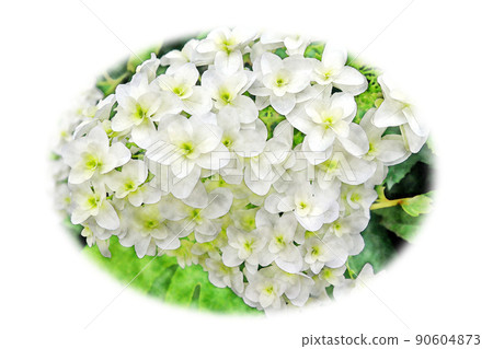 Flowering white flower "Oakleaf Hydrangea" watercolor style picture letter 90604873