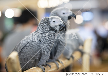 Animals - Three gray African parrots Animals - Three gray African parrots 90605170