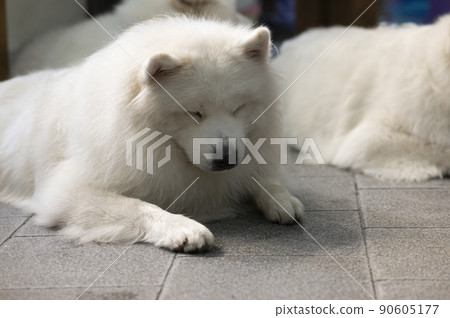 big white dog lying on the background big white dog lying on the background 90605177