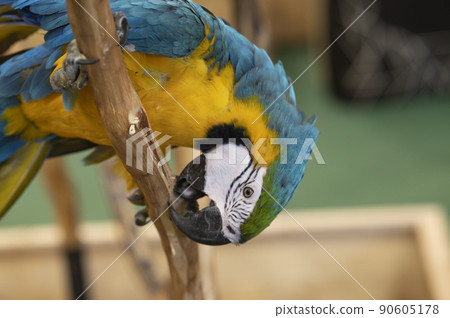 animal, colorful macaw parrot on a log 90605178