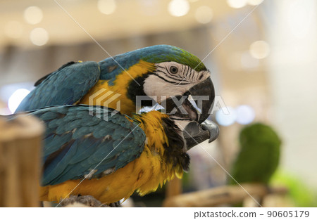 Animal, macaw parrot on a log Stock Picture Animal, macaw parrot on a log Stock Picture 90605179