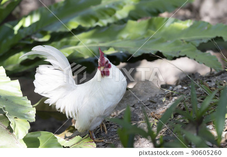 A white bantam walks in the garden forest. 90605260