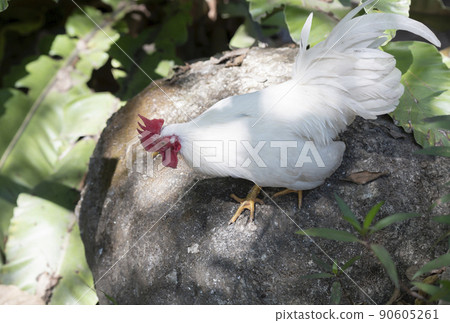A white bantam walks in the garden forest. 90605261