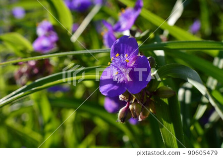 Tradescantia(紫露草) Tradescantia(紫露草) 90605479