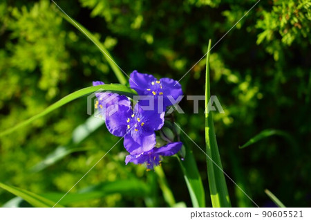 Tradescantia(紫露草) Tradescantia(紫露草) 90605521
