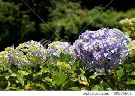 Hydrangea in Shimoda Castle Ruins Park 90605601