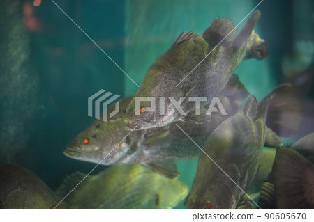 Giant freshwater fish snook Giant freshwater fish snook 90605670