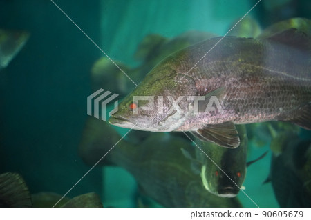 巨型淡水魚斯諾克 90605679