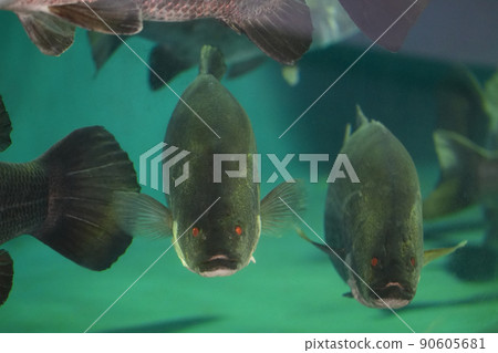 巨型淡水魚斯諾克 90605681