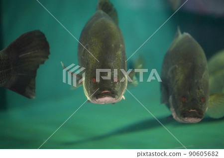 Giant freshwater fish snook Giant freshwater fish snook 90605682