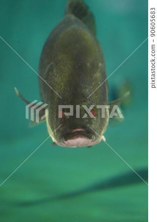 Giant freshwater fish snook Giant freshwater fish snook 90605683