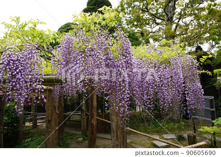 紫藤花 紫藤花 90605690