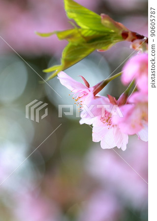 Beautiful pink cherry blossoms Kawazu cherry blossoms Beautiful pink cherry blossoms Kawazu cherry blossoms 90605787