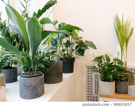 Ficus lyrata, potted ficus. Plant collection.Beautiful fiddle-leaf, fig tree plant with big green leaves. Stylish modern floral home decor in minimal style Ficus lyrata, potted ficus. Plant collection.Beautiful fiddle-leaf, fig tree plant with big green leaves. Stylish modern floral home decor in minimal style 90605857