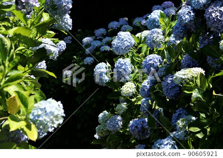 Hydrangea in Shimoda Castle Ruins Park Hydrangea in Shimoda Castle Ruins Park 90605921