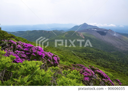 Miyama Kirishima Blooming Mt. Karakuni 90606035