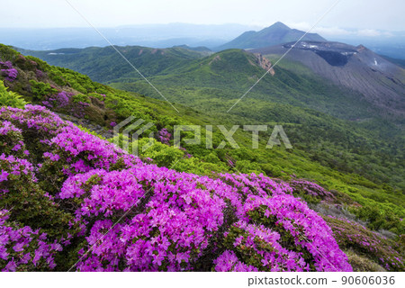 Miyama Kirishima Blooming Mt. Karakuni Miyama Kirishima Blooming Mt. Karakuni 90606036