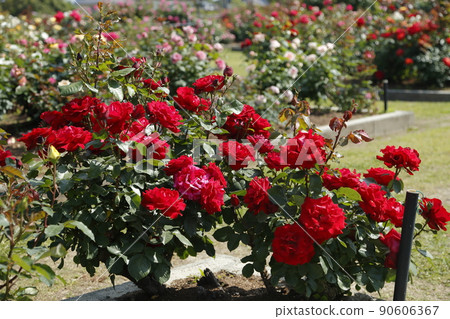 Arao City Ominous Citizen Flower Bed Rose Flower, 90606367