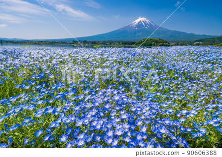 （山梨縣）從花海棠盛開的大石公園、富士山出發 90606388