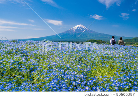 (Yamanashi Prefecture) From Oishi Park where Nemophila blooms, Mt. Fuji 90606397