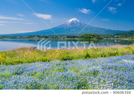 （山梨縣）從花海棠盛開的大石公園、富士山出發 90606398