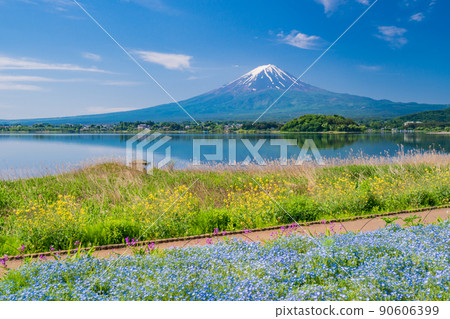 （山梨縣）從花海棠盛開的大石公園、富士山出發 90606399
