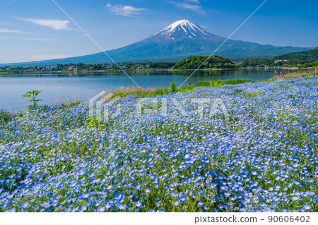 (Yamanashi Prefecture) From Oishi Park where Nemophila blooms, Mt. Fuji 90606402
