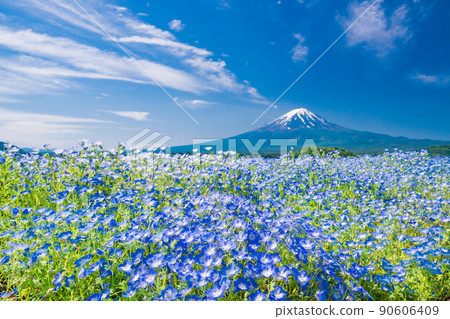 (Yamanashi Prefecture) From Oishi Park where Nemophila blooms, Mt. Fuji 90606409