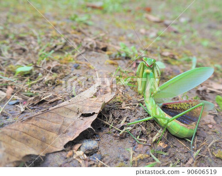 Menacing Mantis 2 90606519