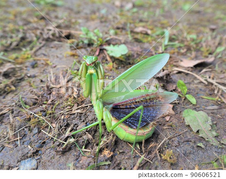 Threatening mantis 4 90606521