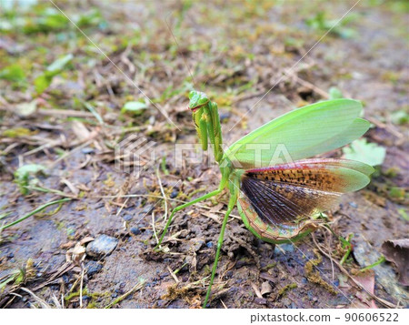 來勢洶洶的螳螂 5 90606522