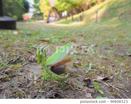 來勢洶洶的螳螂 6 90606523