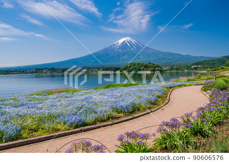 (Yamanashi Prefecture) Mt. Fuji seen from the flower field and promenade of Oishi Park 90606576