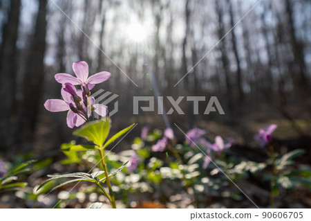 First spring forest flowers, Cardamine Dentaria bulbifera, selective focus. Purple and lilac forest flowers. Beautiful spring floral background First spring forest flowers, Cardamine Dentaria bulbifera, selective focus. Purple and lilac forest flowers. Beautiful spring floral background 90606705