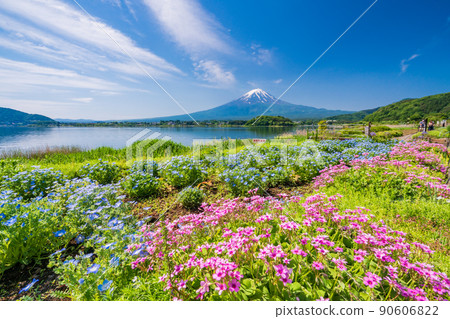 (Yamanashi Prefecture) Mt. Fuji seen from the flower field and promenade of Oishi Park (Yamanashi Prefecture) Mt. Fuji seen from the flower field and promenade of Oishi Park 90606822