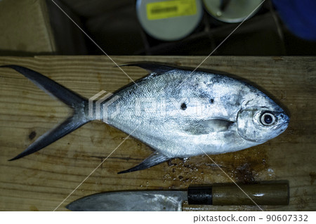 Oval horse mackerel, horse mackerel, horse mackerel, fresh fish, tropical fishing, fish, delicious, rare Oval horse mackerel, horse mackerel, horse mackerel, fresh fish, tropical fishing, fish, delicious, rare 90607332