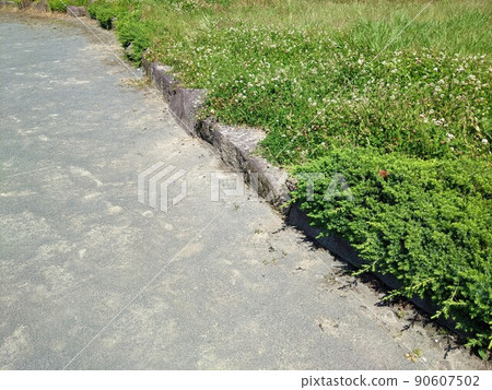 Sandy parks and plants 90607502