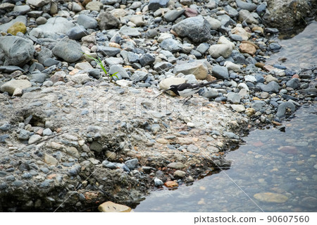 Black-backed Wagtail and Anotogaster sieboldii Black-backed Wagtail and Anotogaster sieboldii 90607560
