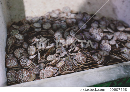 Dried Traditional Maldivian Betel Nut on the Market in Male City, Maldives Dried Traditional Maldivian Betel Nut on the Market in Male City, Maldives 90607568