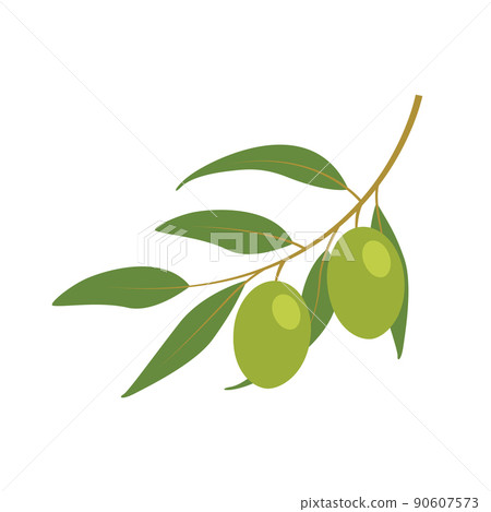 green olive branch isolated on white background - Stock Illustration ...