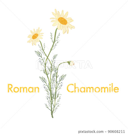 洋甘菊插圖、水彩風格、精油和香氣 90608211