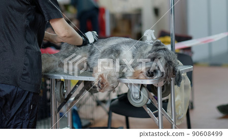 Miniature schnauzer at a barbershop session in a veterinary clinic 90608499