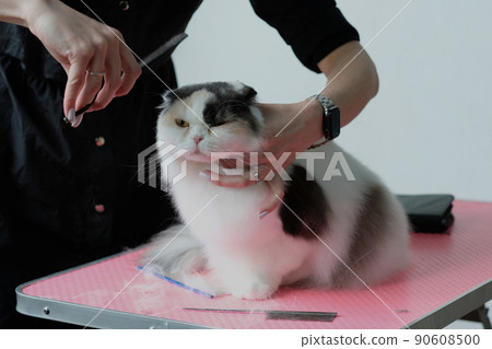 The grooming master holds the cat's head with one hand and cuts it with scissors with the other 90608500