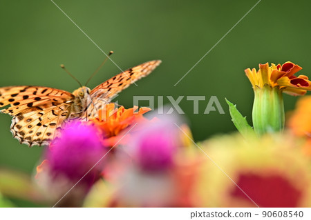 明媚的初夏花壇，蝴蝶攀登花階，舞動的貝母，尋找花蜜 90608540