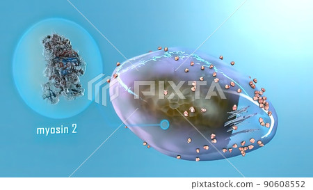 Cytoskeleton that allows cells to migrate, divide or preserve their shape 90608552
