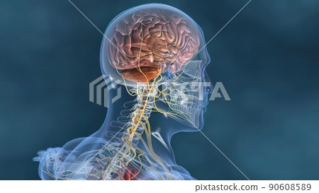Human heart, Human heart model, Full clipping path included, Heart Anatomy, Human heart, Human heart model, Full clipping path included, Heart Anatomy, 90608589