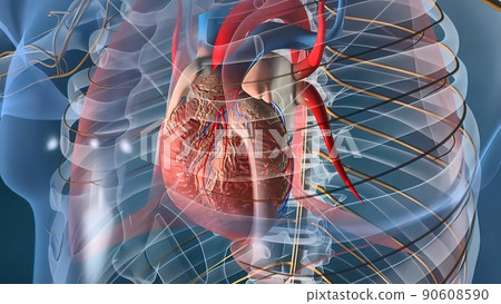 Human heart, Human heart model, Full clipping path included, Heart Anatomy, Human heart, Human heart model, Full clipping path included, Heart Anatomy, 90608590