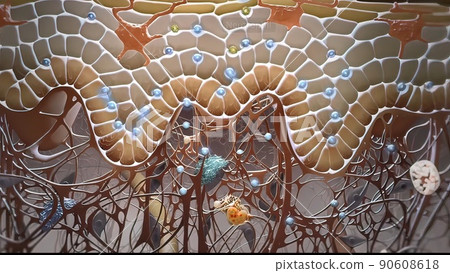 Microbiology illustration cells that protect the immune system Microbiology illustration cells that protect the immune system 90608618