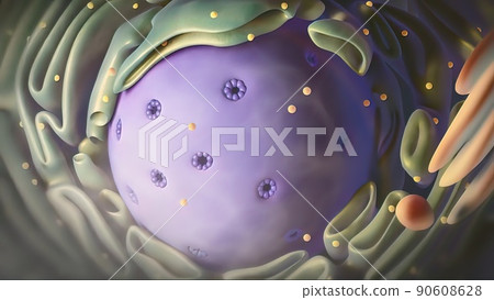 3D illustration X chromosomes. Telomerase restores short bits of DNA known as telomeres 90608628